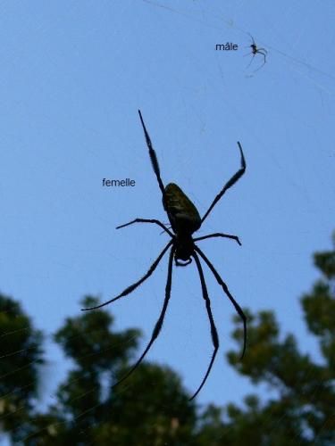 Nephila sp.